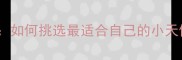 拉布拉多幼犬分类指南如何挑选最适合自己的小天使附科学饲养全攻略
