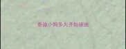 泰迪小狗多大开始驱虫
