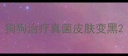 狗狗治疗真菌皮肤变黑