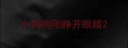 小狗刚刚睁开眼睛