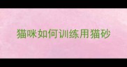 猫咪如何训练用猫砂