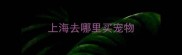 上海去哪里买宠物
