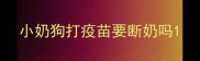 小奶狗打疫苗要断奶吗