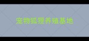 宠物狐狸养殖基地