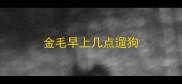 金毛早上几点遛狗