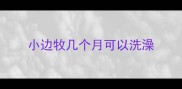 小边牧几个月可以洗澡