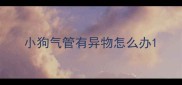 小狗气管有异物怎么办