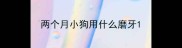 两个月小狗用什么磨牙