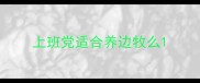 上班党适合养边牧么