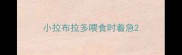 小拉布拉多喂食时着急