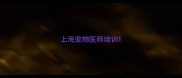 上海宠物医师培训