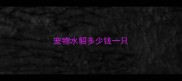 宠物水貂多少钱一只