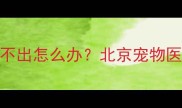 新手必看小狗突然尿不出怎么办北京宠物医生亲授5大应急方案