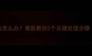 4个月大幼犬下体出血怎么办兽医教你5个关键处理步骤附症状鉴别指南