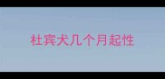 杜宾犬几个月起性