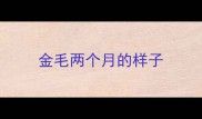 金毛两个月的样子