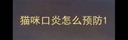 猫咪口炎怎么预防
