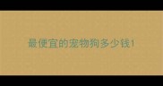 最便宜的宠物狗多少钱