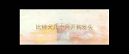 比特犬几个月开胸发头