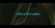 小狗可以用沐浴露吗