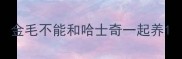金毛不能和哈士奇一起养