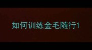 如何训练金毛随行