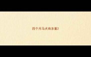 四个月马犬有多重