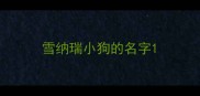 雪纳瑞小狗的名字