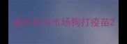 城西花鸟市场狗打疫苗