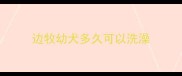 边牧幼犬多久可以洗澡