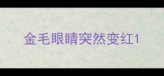 金毛眼睛突然变红