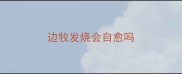 边牧发烧会自愈吗