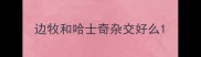 边牧和哈士奇杂交好么