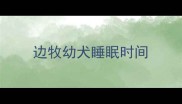 边牧幼犬睡眠时间