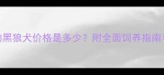 三个月大的黑狼犬价格是多少附全面饲养指南与选购建议