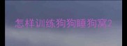 怎样训练狗狗睡狗窝