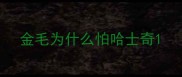 金毛为什么怕哈士奇