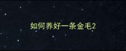 如何养好一条金毛