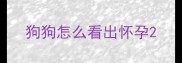 狗狗怎么看出怀孕
