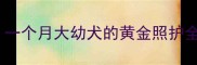 新手必看30天科学喂养指南一个月大幼犬的黄金照护全攻略幼犬护理干货大公开