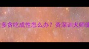 科学喂养指南拉布拉多贪吃成性怎么办资深训犬师健康饮食管理全攻略