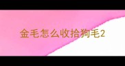 金毛怎么收拾狗毛
