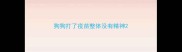 狗狗打了疫苗整体没有精神