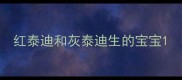 红泰迪和灰泰迪生的宝宝