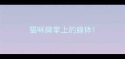 猫咪脚掌上的腺体