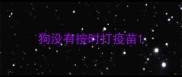 狗没有按时打疫苗