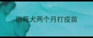 巴哥犬两个月打疫苗