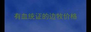 有血统证的边牧价格