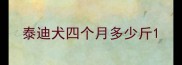 泰迪犬四个月多少斤
