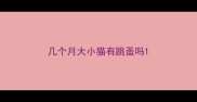 几个月大小猫有跳蚤吗